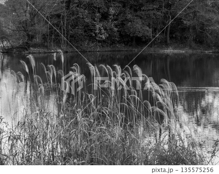 池のまわりに集まる冬の気配　モノクロで残る静かな時間 Monochrome Pondside in  135575256