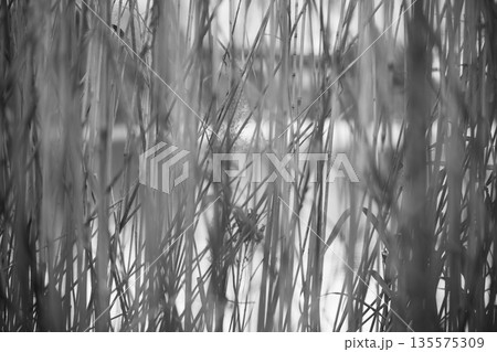 池のまわりに集まる冬の気配 モノクロで残る静かな時間 Monochrome Pondside in 池のまわりに集まる冬の気配 モノクロで残る静かな時間 Monochrome Pondside in 135575309