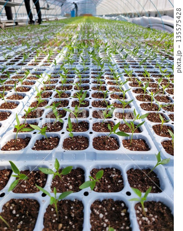 Close-up of Young Green Seedlings Sprouting in White Trays Within a Sunlit Greenhouse, Representing the Vitality of New Growth Close-up of Young Green Seedlings Sprouting in White Trays Within a Sunlit Greenhouse, Representing the Vitality of New Growth 135575428
