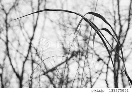 沼を取り囲む冬木立　葉を失って現れる静かな輪郭 Winter Trees Encircling th 135575991