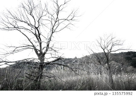 沼を取り囲む冬木立　葉を失って現れる静かな輪郭 Winter Trees Encircling th 135575992