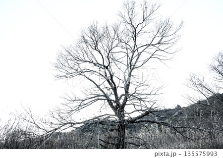 沼を取り囲む冬木立 葉を失って現れる静かな輪郭 Winter Trees Encircling th 沼を取り囲む冬木立 葉を失って現れる静かな輪郭 Winter Trees Encircling th 135575993