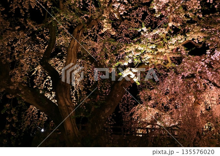 水面に映る夜桜 水面に映る夜桜 135576020