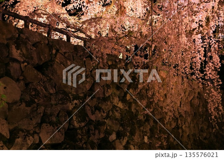 水面に映る夜桜 水面に映る夜桜 135576021