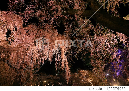 水面に映る夜桜 水面に映る夜桜 135576022