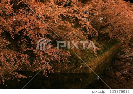 水面に映る夜桜 水面に映る夜桜 135576055