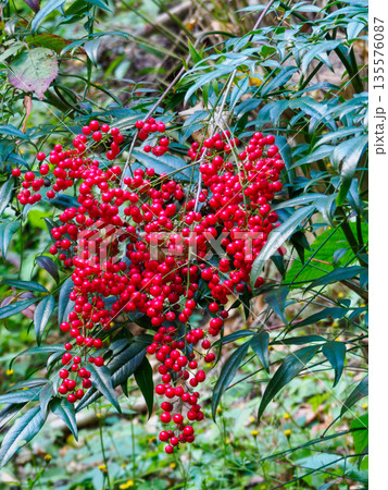冬の庭にたわわに実るナンテンの赤 静かに福を招く気配 Nandina Berries in Wint 冬の庭にたわわに実るナンテンの赤 静かに福を招く気配 Nandina Berries in Wint 135576087