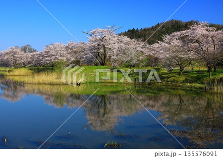青空に映える満開の桜 青空に映える満開の桜 135576091