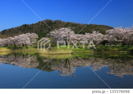 青空に映える満開の桜 青空に映える満開の桜 135576098