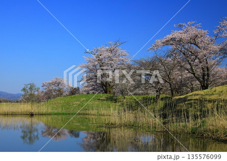 青空に映える満開の桜 青空に映える満開の桜 135576099