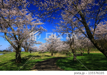 青空に映える満開の桜 135576105