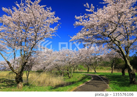 青空に映える満開の桜 135576106