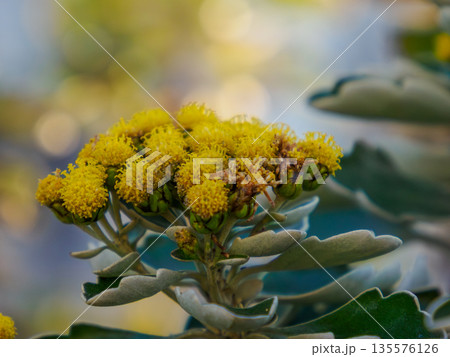 初冬に咲くイソギクの黄色　控えめに季節を告げる花 Chrysanthemum pacificum i 135576126