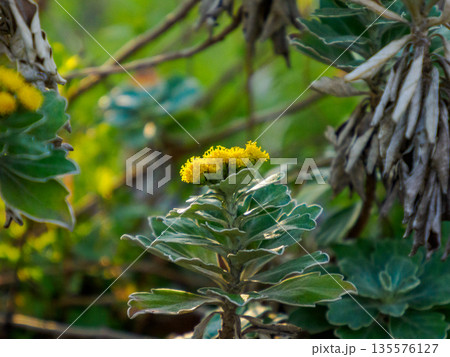 初冬に咲くイソギクの黄色　控えめに季節を告げる花 Chrysanthemum pacificum i 135576127