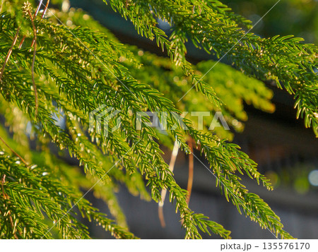 神社裏で冬を越す杉の葉 常緑が放つ静かな息づかい Evergreen Cedar Leaves in 神社裏で冬を越す杉の葉 常緑が放つ静かな息づかい Evergreen Cedar Leaves in 135576170