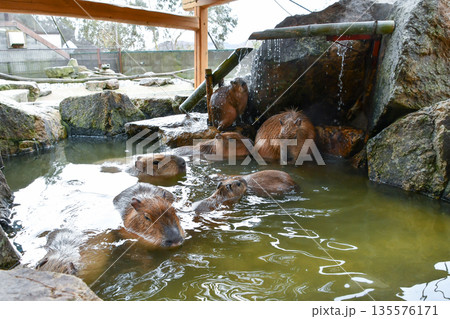 温泉につかるカピバラ　A group of capybaras relaxing together  135576171