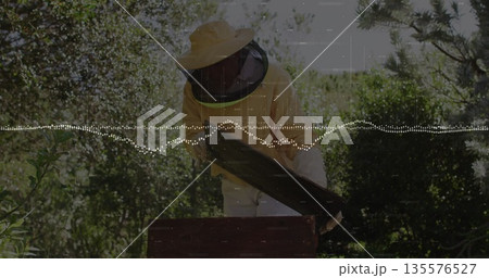 Inspecting Senior beekeeper leaning over wooden hive box in lush garden, holding honeycomb frame 135576527