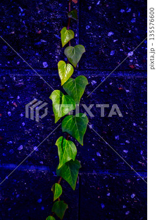 光に包まれて立ち上がる一つの命　闇に浮かぶ緑の気配 A Single Life Wrapped in 135576600