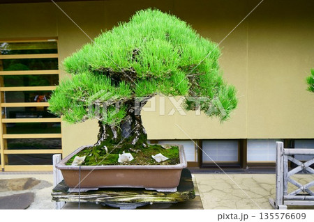 9646　盆栽　黒松　「瑞光」　BONSAI 135576609