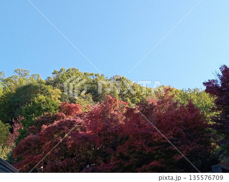 紅葉した木々と青空 135576709