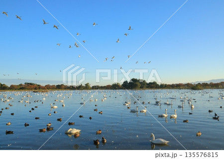 快晴の青空を白鳥の群れが舞い飛ぶ秋の瓢湖の風景 快晴の青空を白鳥の群れが舞い飛ぶ秋の瓢湖の風景 135576815
