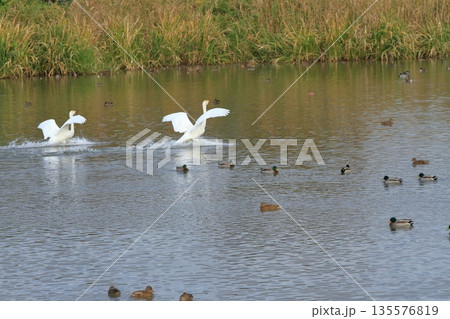瓢湖に着水した二羽の白鳥 135576819