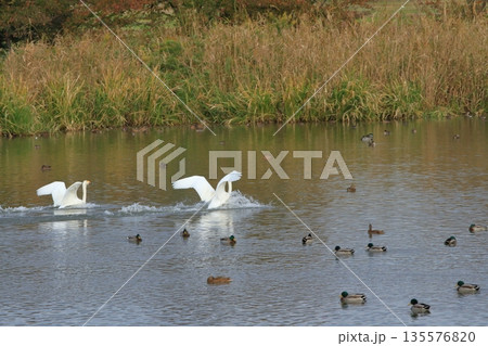 瓢湖に着水して羽根を広げる白鳥たち 135576820