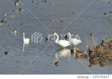 瓢湖の浅瀬に佇む白鳥たち 135576827