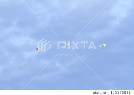 瓢湖の上空を飛ぶ白鳥たち 瓢湖の上空を飛ぶ白鳥たち 135576831