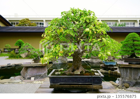 9647　盆栽　花梨　BONSAI 135576875
