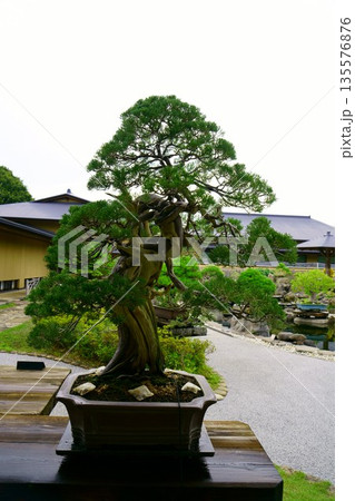 9648 盆栽 真柏 BONSAI 9648 盆栽 真柏 BONSAI 135576876
