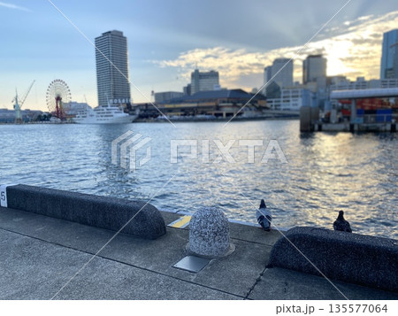 夕暮れのメリケン波止場で佇む鳩 135577064