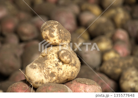 Close-up of freshly harvested potatoes on an organic farm 135577648