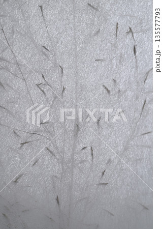 和紙とカゼクサ(風草)のコラボ【背景素材】 和紙とカゼクサ(風草)のコラボ【背景素材】 135577793