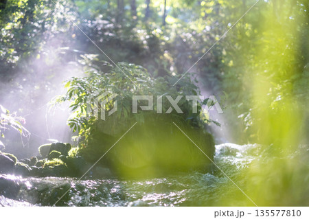 森の清流に光芒が差し込む風景 大山木谷沢渓流 森の清流に光芒が差し込む風景 大山木谷沢渓流 135577810