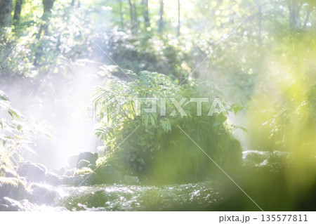 森の清流に光芒が差し込む風景　大山木谷沢渓流 135577811