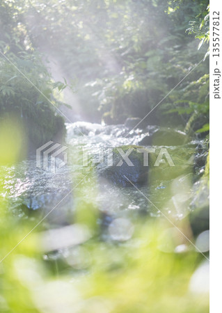 森の清流に光芒が差し込む風景　大山木谷沢渓流 135577812