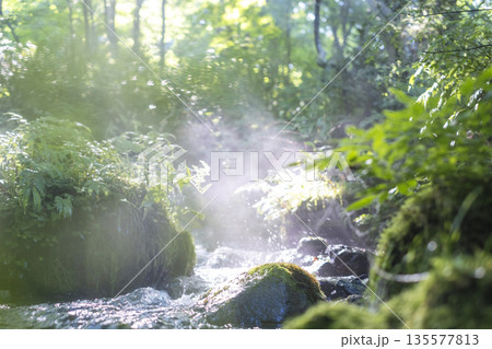 森の清流に光芒が差し込む風景　大山木谷沢渓流 135577813