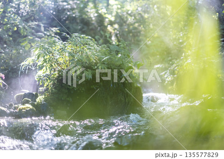 森の清流に光芒が差し込む風景 大山木谷沢渓流 森の清流に光芒が差し込む風景 大山木谷沢渓流 135577829