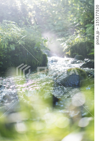 森の清流に光芒が差し込む風景　大山木谷沢渓流 135577830