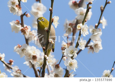 梅の蜜を吸うメジロ 135577890