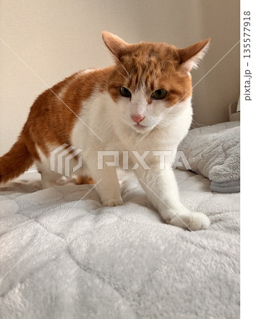 怒った猫 135577918