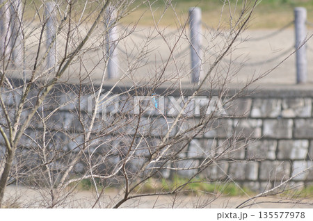 カワセミ　翡翠　かわせみ　東村山市北山公園　東村山浄化センター公園 135577978