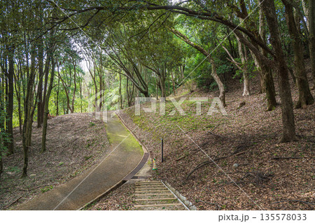 甘樫丘麓の樹林風景 飛鳥歴史公園甘樫丘地区 奈良県明日香村 甘樫丘麓の樹林風景 飛鳥歴史公園甘樫丘地区 奈良県明日香村 135578033