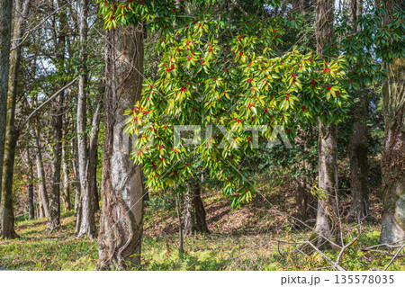 甘樫丘麓の樹林風景 飛鳥歴史公園甘樫丘地区 奈良県明日香村 甘樫丘麓の樹林風景 飛鳥歴史公園甘樫丘地区 奈良県明日香村 135578035
