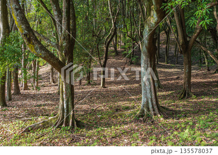 甘樫丘麓の樹林風景 飛鳥歴史公園甘樫丘地区 奈良県明日香村 甘樫丘麓の樹林風景 飛鳥歴史公園甘樫丘地区 奈良県明日香村 135578037