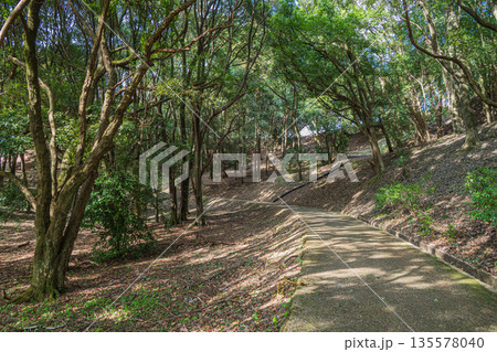 甘樫丘麓の樹林風景 飛鳥歴史公園甘樫丘地区 奈良県明日香村 甘樫丘麓の樹林風景 飛鳥歴史公園甘樫丘地区 奈良県明日香村 135578040