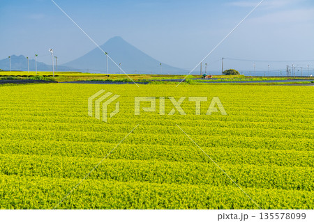 《鹿児島県》広大な茶畑の風景・南九州市 《鹿児島県》広大な茶畑の風景・南九州市 135578099