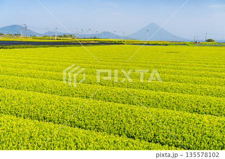 《鹿児島県》広大な茶畑の風景・南九州市 135578102