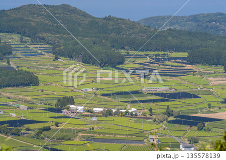 《鹿児島県》広大な茶畑の風景・南九州市 135578139